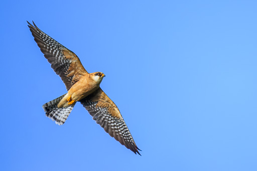 veltth_20250528_ROU_7276.jpg