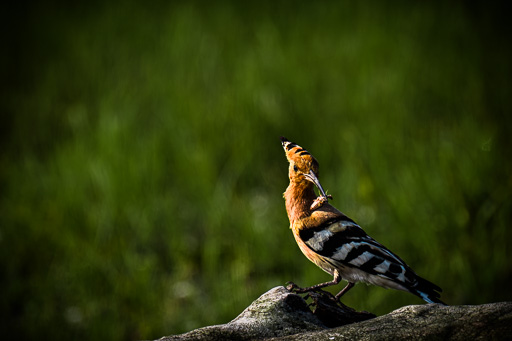 veltth_20250602_ROU_5588.jpg