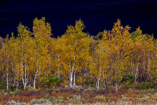 veltth_20240904_9514.jpg
