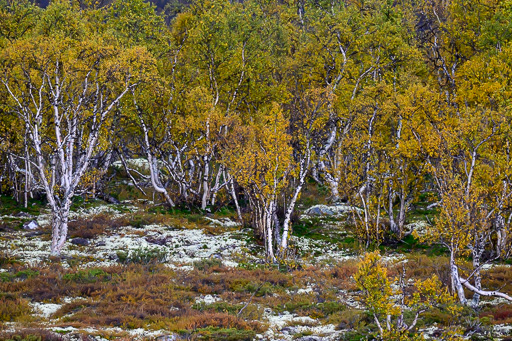 veltth_20240904_9516.jpg