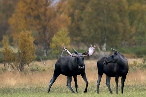 veltth_20240905_9758-Bearbeitet.jpg
