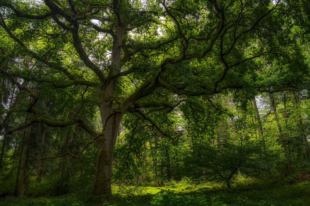 veltth_20250802_DEU_5332-HDR-Bearbeitet.jpg