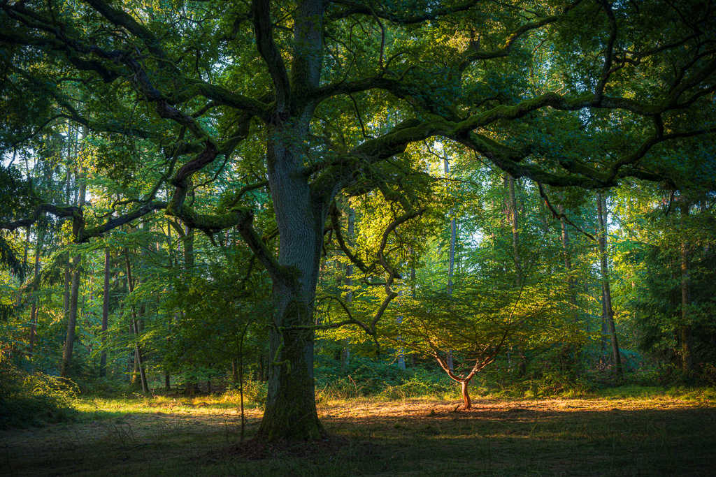 veltth_20250906_DEU_8979-HDR-Bearbeitet.jpg
