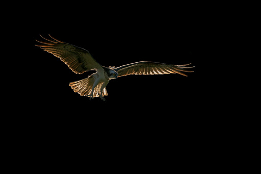 veltth_20260803_POL_8619.jpg