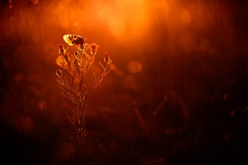 veltth_20260711_DEU_788.jpg